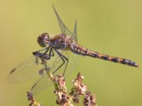 Sympetrum striolatum Vombs boställe, Lund, Skåne, Sweden 20240801_0004