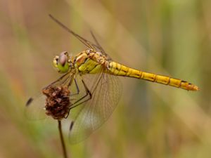 Sympetrum vulgatum - Moustached Darter - Tegelröd ängstrollslända