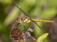 Sympetrum vulgatum Lilla kalklbrottet, Klagshamns udde, Malmö, Skåne, Sweden 20240729_0002