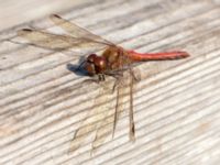 Sympetrum vulgatum ad male Ödetomterna, Bunkeflo strandängar, Malmö, Skåne, Sweden 20181101_0006