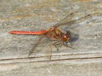 Sympetrum vulgatum ad male Björkadammen, Bunkeflostrand, Malmö, Skåne, Sweden 20200919_0333