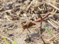 Sympetrum vulgatum ad male Lindängelunds rekreationsområde, Malmö, Skåne, Sweden 20160925_0182