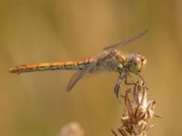 Sympetrum vulgatum female Björkadammen, Bunkeflostrand, Malmö, Skåne, Sweden 20220818_0128