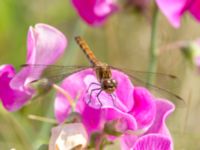 Sympetrum vulgatum female Skjutbaneängen, Bunkeflostrand, Malmö, Skåne, Sweden 20180818_0008