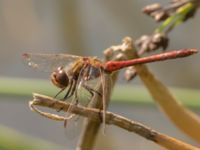 Sympetrum vulgatum male Björkadammen, Bunkeflostrand, Malmö, Skåne, Sweden 20220818_0104