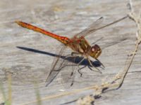 Sympetrum vulgatum male Björkadammen, Malmö, Skåne, Sweden 20150801_0024