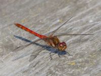 Sympetrum vulgatum male Björkadammen, Malmö, Skåne, Sweden 20150804_0105