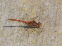 Sympetrum vulgatum male Björkadammen, Malmö, Skåne, Sweden 20150804_0121