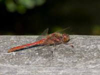 Sympetrum vulgatum male Lindängelunds rekreationsområde, Malmö, Skåne, Sweden 20150829_0119