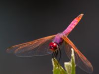 Trithemis annulata male Kabanos river, Crete, Greece 20130708B 044