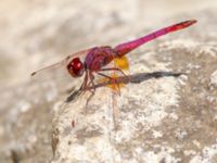 Trithemis annulata male Kabanos river, Crete, Greece 20130708B 090