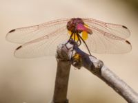 Trithemis annulata male Kabanos river, Crete, Greece 20130708C 063