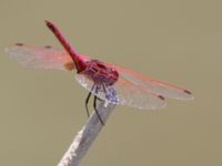 Trithemis annulata male Laloumas reservoir, Crete, Greece 20130710B 017