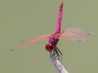 Trithemis annulata male Laloumas reservoir, Crete, Greece 20130710B 020