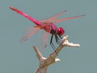 Trithemis annulata male Laloumas reservoir, Crete, Greece 20130710B 049