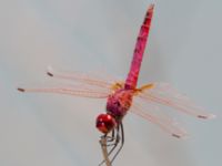 Trithemis annulata male Laloumas reservoir, Crete, Greece 20130710B 080