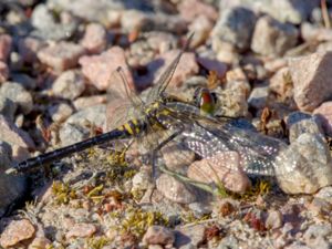 Leucorrhinia albifrons - Dark Whiteface - Pudrad kärrtrollslända