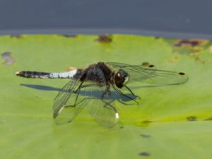 Leucorrhinia caudalis - Lilypad Whiteface - Bred kärrtrollslända