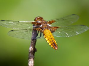 Libellula depressa - Broad-bodied Chaser - Bred trollslända