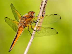 Libellula fulva - Blue Chaser - Spetsfläckad trollslända