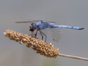 Orthetrum brunneum - Southern Skimmer - Blåpannad sjötrollslända