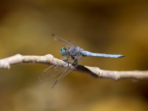 Orthetrum coerulescens - Keeled Skimmer - Mindre sjötrollslända