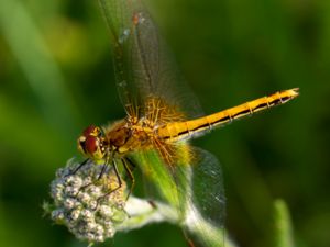 Sympetrum flaveolum - Yellow-winged Darter - Gulfläckad ängstrollslända