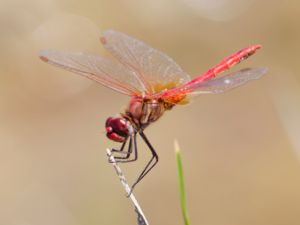 Sympetrum fonscolombii - Red-veined Darter - Vandrande ängstrollslända