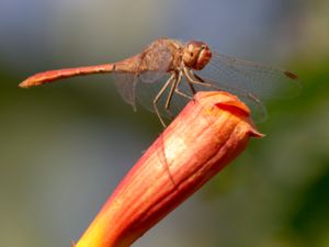 Sympetrum meridionale - Southern Darter - Ljusröd ängstrollslända