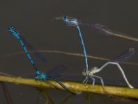 Coenagrion puella et Platycnemis pennipes Gunnaröd, Eslöv, Skåne, Sweden 20130608B-130