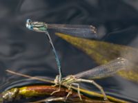 Platycnemis pennipes Hög, Kävlinge, Skåne, Sweden 20160720_0106