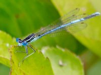 Platycnemis pennipes male Stockamöllan, Eslöv, Skåne, Sweden 20130717-51