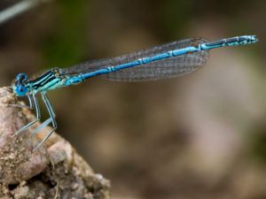 Platycnemididae - White-legged Damselflies - Flodflicksländor