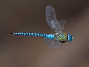 Aeshnidae - Hawkers - Mosaiksländor