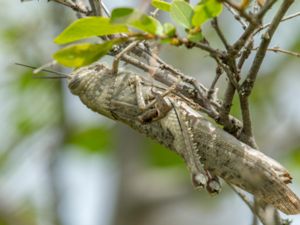 Anacridium aegyptium - Egyptian Grasshopper