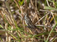 Chorthippus biguttulus Fuktängen, Klagshamns udde, Malmö, Skåne, Sweden 20240806_0186