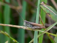 Chorthippus biguttulus male Lyngsjön, Kristianstad, Skåne, Sweden 20170719_0177