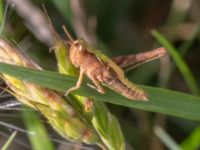 Chorthippus biguttulus-brunneus NV grandungen, Toarp, Malmö, Skåne, Sweden 20230726_0148