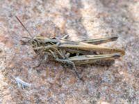 Chorthippus brunneus-biguttulus Hamnen, Klagshamns udde, Malmö, Skåne, Sweden 20160824B_0005