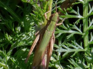 Chorthippus dorsatus - Sydängsgräshoppa