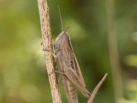 Chorthippus albomarginatus Vanningen, Vellinge, Skåne, Sweden 20240808_0067