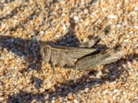 Heteracris annulosa Oued Massa, Morocco 20180224_0185