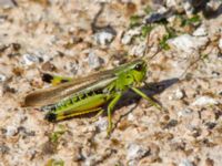 Mecostethus grossus male Dammen, Ivö klack, Ivön, Kristianstad, Skåne, Sweden 20150820_0021