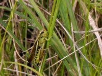 Mecostethus grossus male Hunneröds mosse, Svedala, Skåne, Sweden 20160714_0037