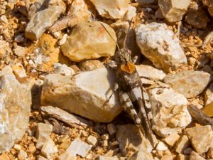 Oedipoda caerulescens - Blue-winged Grasshopper - Blåvingad sandgräshoppa