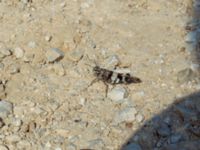 Oedipoda caerulescens Strinylas, Corfu, Greece 20100917 529