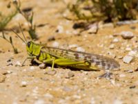 Schistocerca gregaria Ashalim, Israel 20130327B 219