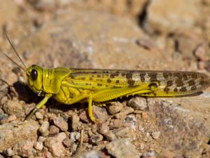 Acrididae - Short-horned Grasshoppers - Gräshoppor