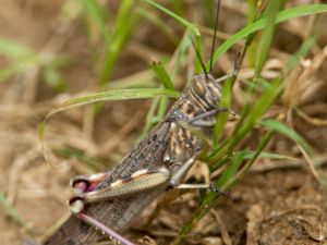 Anacridium wernerellum