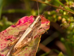 Chorthippus apricarius - Solgräshoppa